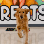 natural dog treats